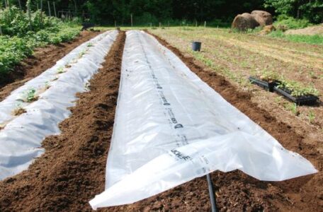 Hoping for Prettier Sweet Potatoes Image